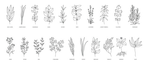 herbs collection vector botanic 