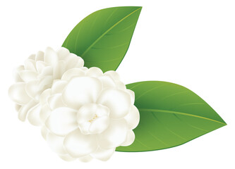 Jasmine flowers with leaves illustration
