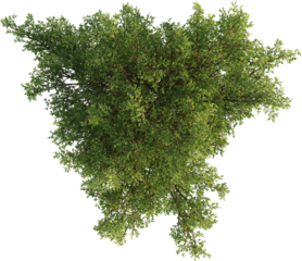 Top view of Oak Tree