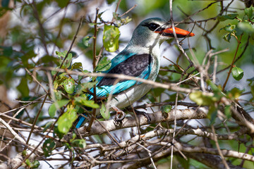 Woodland Kingsfisher