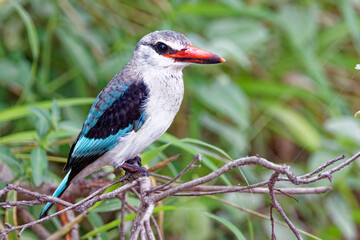 Woodland Kingsfisher