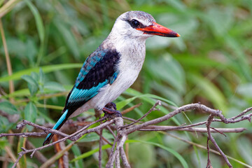 Woodland Kingsfisher