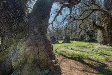 Ancient Oak, ChawSe
