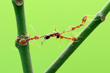 weaver ants, weaver ants who share food for black ant carcasses