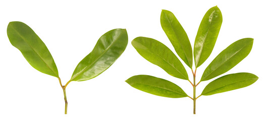 Garcinia branch green leaves on transparent background. - obrazy, fototapety, plakaty