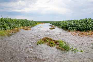 Flooding rain water flowing through soybean field waterway. Farming, climate change, and erosion...