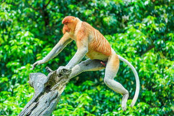 proboscis monkey or nasalis larvatus