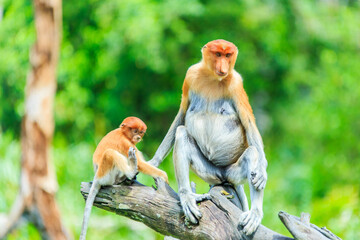 Fototapeta premium proboscis monkey or nasalis larvatus