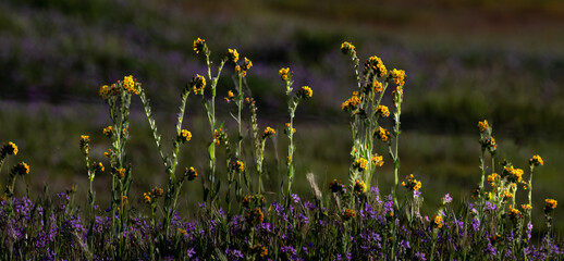Yellow Wildflowers, Carizzo Plains