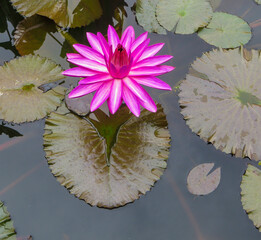 Lotusblume Teich