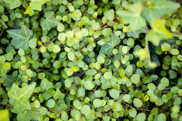 초록색 작은 나뭇잎