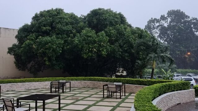 vientos huracanados mueven la vegetaci&oacute;n y los arboles