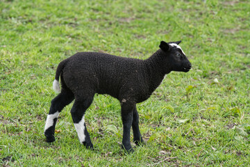 schwarzwei&szlig;es Lamm