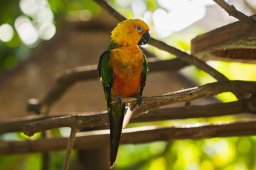 Brazilian canary