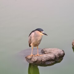garza huaco standing on the rock of the lake