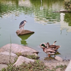 garza huaco and ducks swimming and standing on the lake