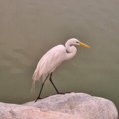 Ardea alba modesta walking on the rock of the lake