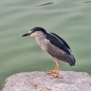 Garza huaco (Nycticorax) standing on a rock