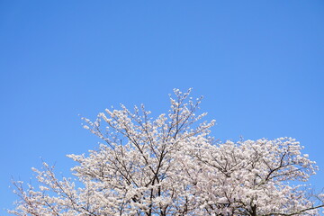Fototapeta premium 京都 山科疎水の桜と空