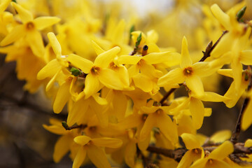 Forsythia