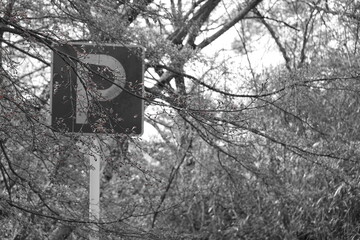 山奥の荒れた駐車場　モノクローム