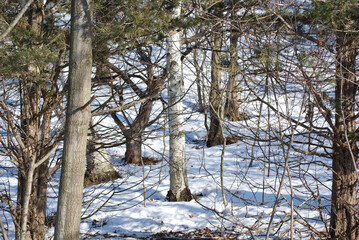 February 14, 2009. New London, Wisconsin. Mosquito Hill Nature Center. A winter scene of trees and snow.