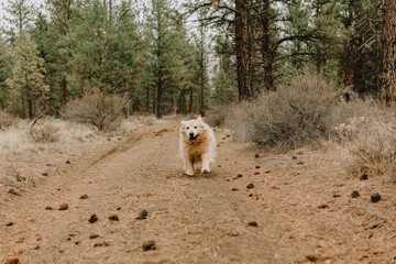 golden retriever dog in the forest near Bend Oregon and Sisters Oregon 