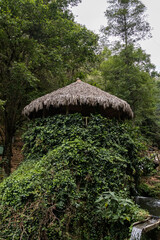Palapa en el bosque