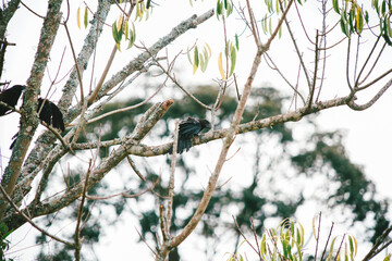 Smooth-billed Ani bird on a branch