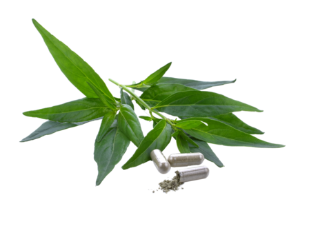 close up Andrographis paniculata plant leaves Ayurveda herbal medicine transparent png