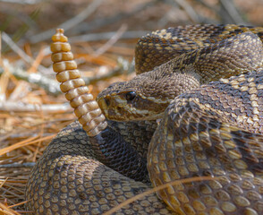 Large Eastern Diamondback rattlesnake - Crotalus Adamanteus - closeup macro of head next to perfect...