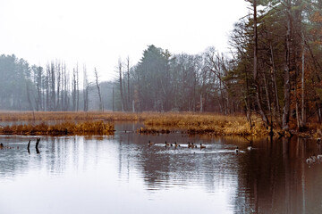 Misty Massachusetts Pond