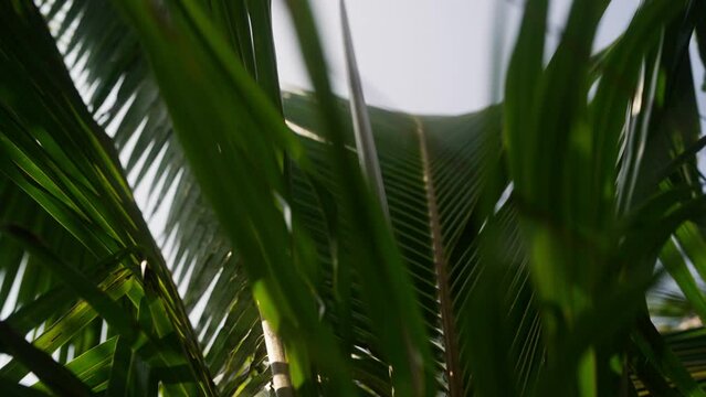 Low Angle View Of Palm Leaves During Sunset