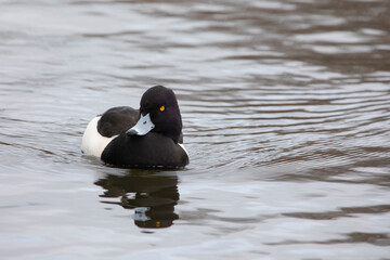 Tufted Duck Aythya fuligula swimming in water