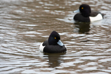 Tufted Duck Aythya fuligula swimming in water