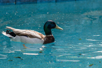 Male mallard duck in the swimming pool in the backyard in Los Angeles, California