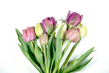 Handful of tulips on a white background. Pink, purple and white flowers.