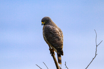 Campos dos Goytacazes, RJ, Brazil, 04.23.23 - Roadside hawk, Rupornis magnirostris, bird of prey perched on a branch in Campos' countryside