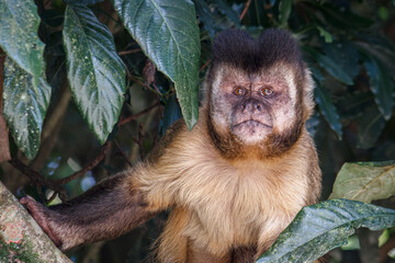 Macaco Prego