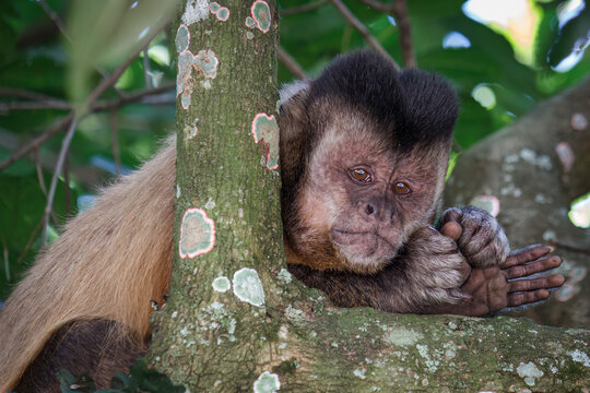 Macaco-prego na árvore sorrindo Stock Photo