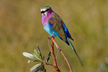 Lilac-breasted roller in Kruger Park South Africa