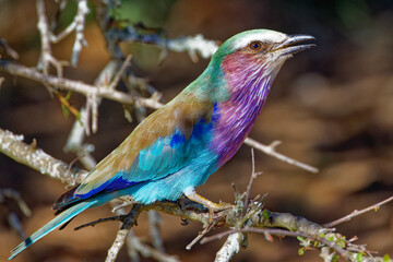 Lilac-breasted roller in Kruger Park South Africa