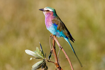 Lilac-breasted roller in Kruger Park South Africa