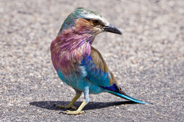 Lilac-breasted roller in Kruger Park South Africa
