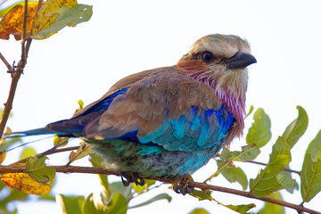 Lilac-breasted roller in Kruger Park South Africa