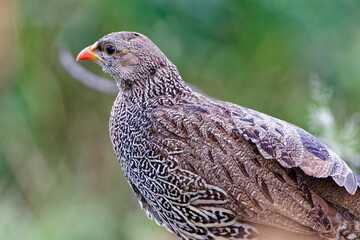 Natal Spurfowl in Kruger Park South Africa