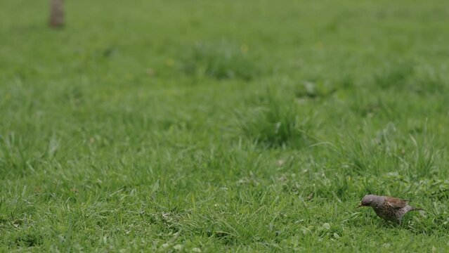 Slow motion FieldFare bird searching for food on a grass field