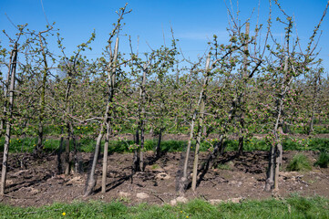 Fototapeta na wymiar Spring pink blossom of apple trees in orchard, fruit region Haspengouw in Belgium, close up