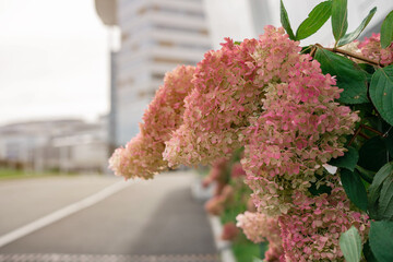 A branch of a blooming pink hydrangea in a flower bed in the city.