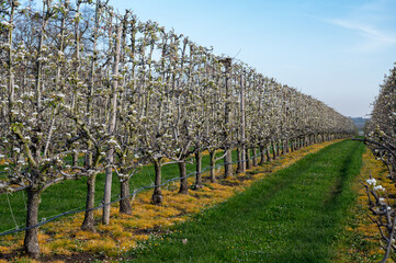 Spring white blossom of pear fruit trees in orchard, Sint-Truiden, Haspengouw, Belgium